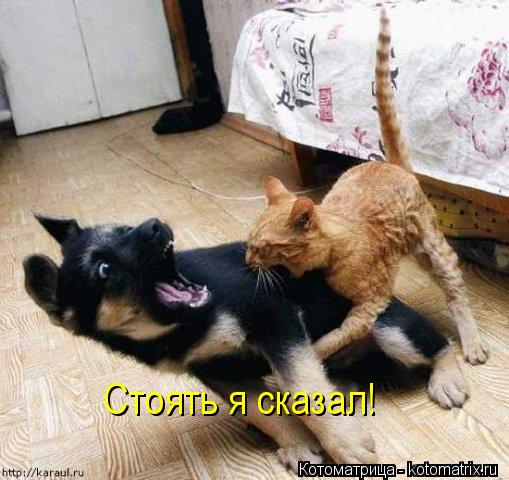 Стоять я сказал!... Котоматрица: Стоять я сказал!