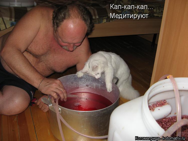 Котоматрица: Кап-кап-кап... Медитируют