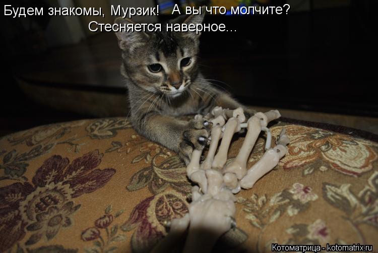 Будем знакомы, Мурзик! А вы что молчите? Стесняется наверное...... Котоматрица: Будем знакомы, Мурзик! А вы что молчите? Стесняется наверное...