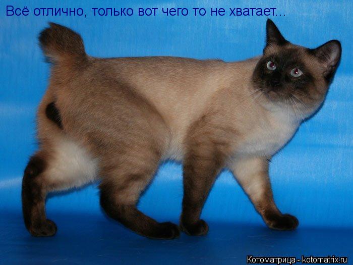 Котоматрица: Всё отлично, только вот чего то не хватает...