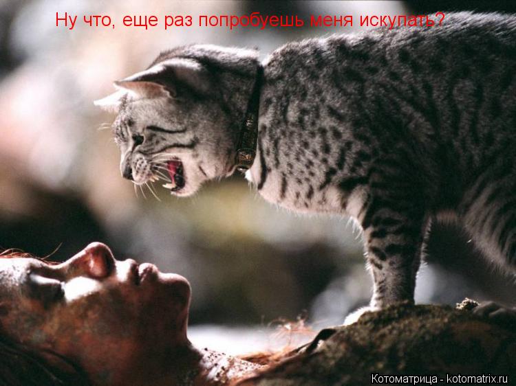 Ну что, еще раз попробуешь меня искупать?... Котоматрица: Ну что, еще раз попробуешь меня искупать?