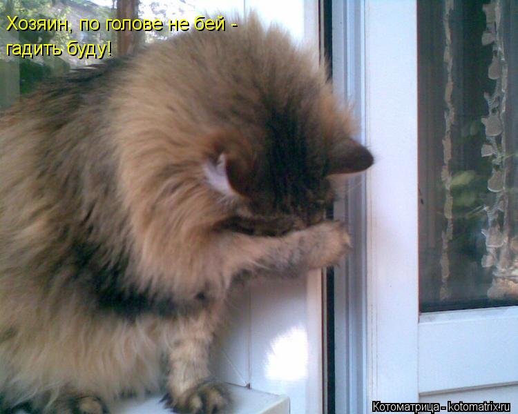 Котоматрица: Хозяин, по голове не бей - гадить буду!