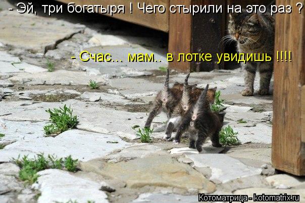 Котоматрица: - Эй, три богатыря ! Чего стырили на это раз ? - Счас... мам.. в лотке увидишь !!!!