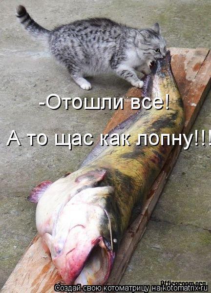 Котоматрица: -Отошли все! А то щас как лопну!!!