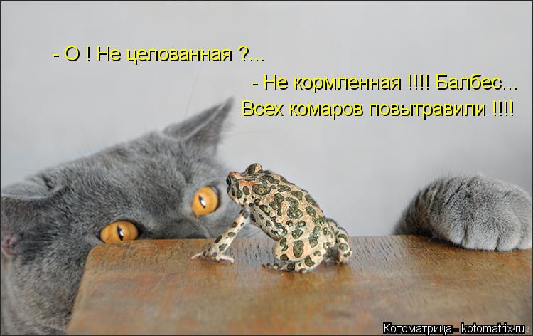Котоматрица: - О ! Не целованная ?... - Не кормленная !!!! Балбес...  Всех комаров повытравили !!!!