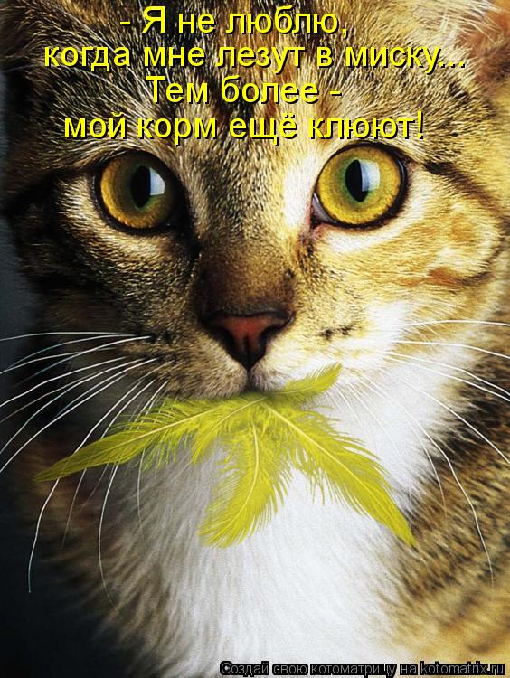 Котоматрица: - Я не люблю,  когда мне лезут в миску... Тем более -  мой корм ещё клюют!