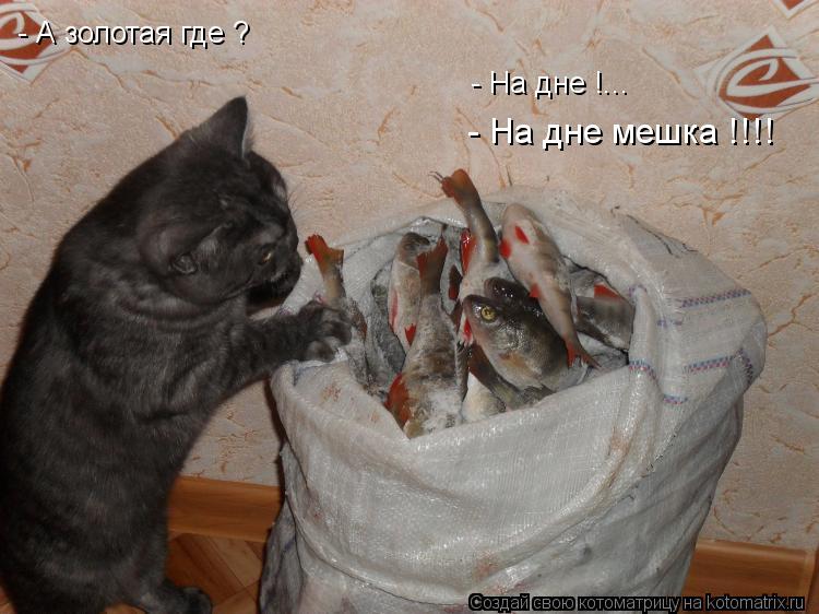 - А золотая где ? - На дне !... - На дне мешка !!!!... Котоматрица: - А золотая где ? - На дне !... - На дне мешка !!!!