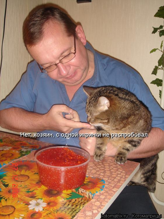 Котоматрица: Нет, хозяин, с одной икринки не распробовал