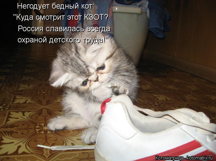 Котоматрица: Негодует бедный кот: Россия славилась всегда охраной детского труда!" "Куда смотрит этот КЗОТ? "Куда смотрит этот КЗОТ?