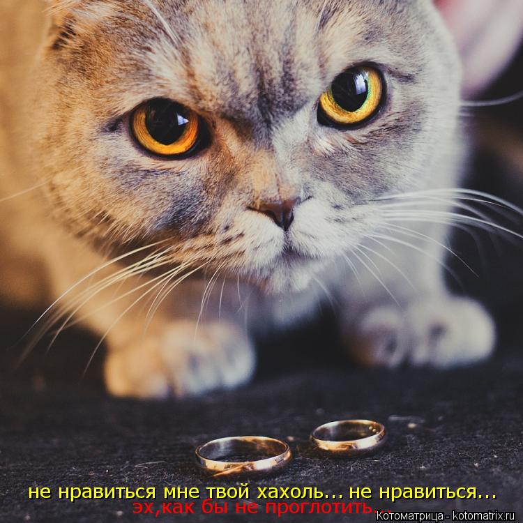 не нравиться мне твой хахоль... не нравиться... эх,как бы не проглотить...... Котоматрица: не нравиться мне твой хахоль... не нравиться... эх,как бы не проглотить...