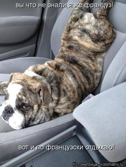 Котоматрица: вы что не знали,я же француз!  вот и по французски отдыхаю!