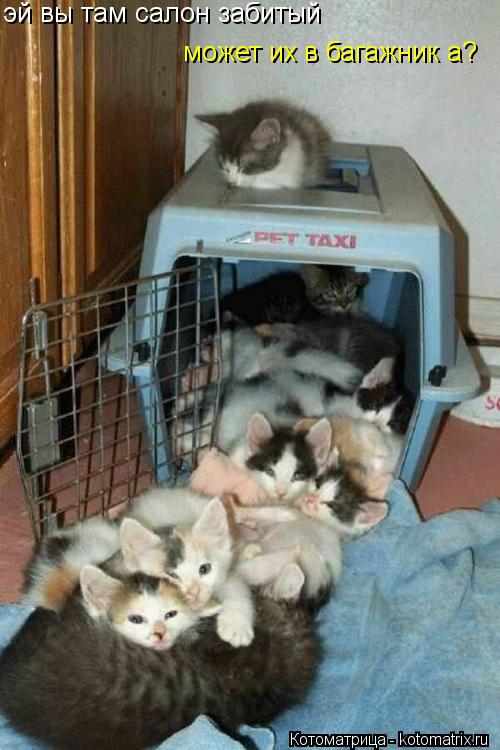 Котоматрица: эй вы там салон забитый  может их в багажник а?