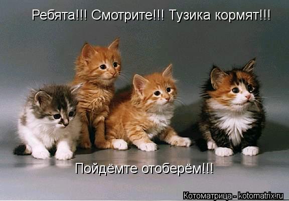 Ребята!!! Смотрите!!! Тузика кормят!!! Пойдёмте отоберём!!!... Котоматрица: Ребята!!! Смотрите!!! Тузика кормят!!! Пойдёмте отоберём!!!