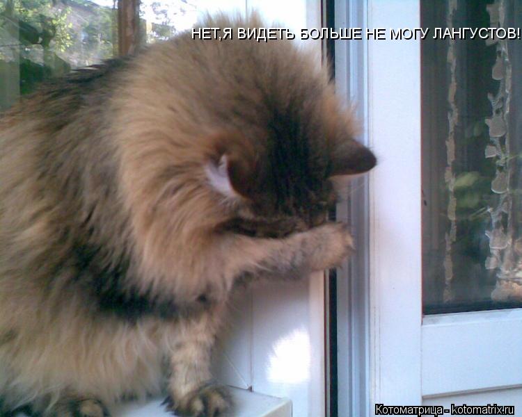 Котоматрица: НЕТ,Я ВИДЕТЬ БОЛЬШЕ НЕ МОГУ ЛАНГУСТОВ!!!