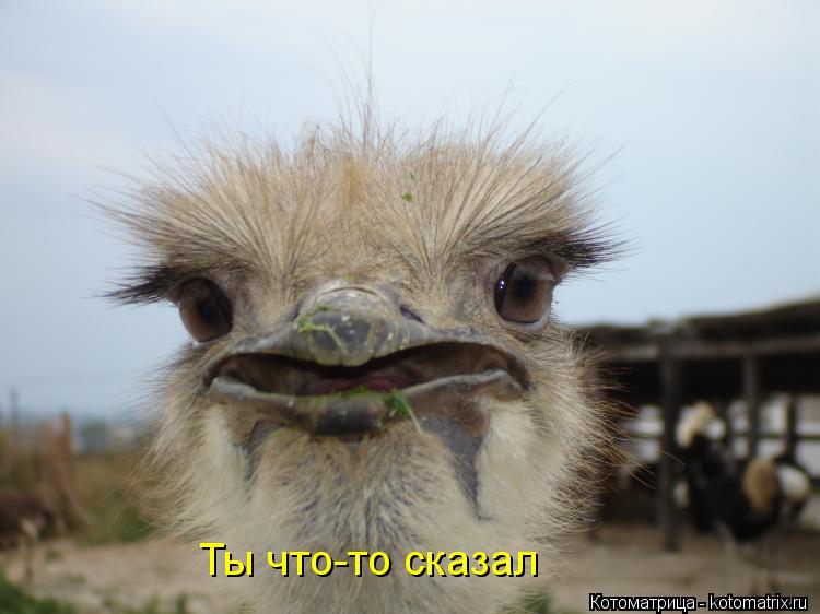 Ты что-то сказал... Котоматрица: Ты что-то сказал