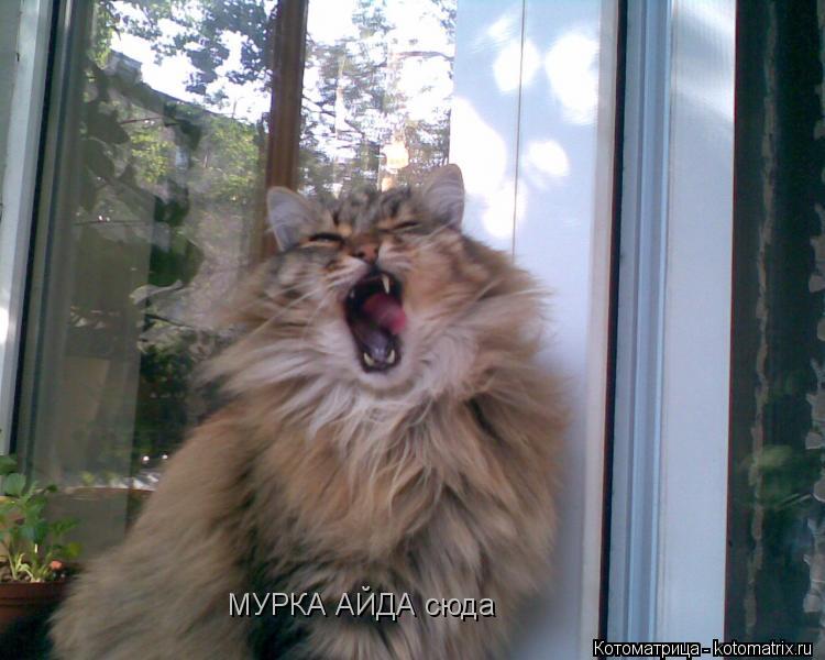 Котоматрица: МУРКА АЙДА сюда