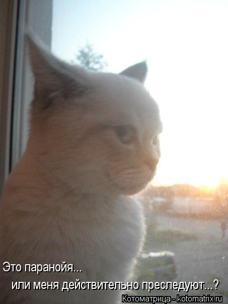 или меня действительно преследуют...? Это паранойя...... Котоматрица: или меня действительно преследуют...? Это паранойя...