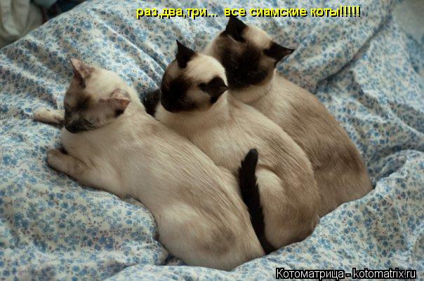 Котоматрица: раз,два,три...  все сиамские коты!!!!!