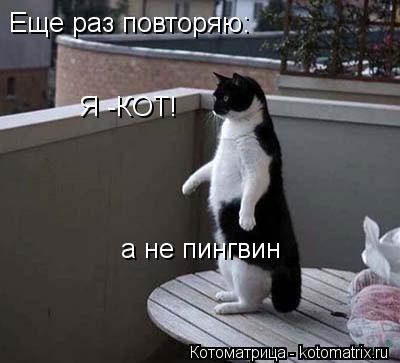 Котоматрица: Еще раз повторяю: Я -КОТ! а не пингвин