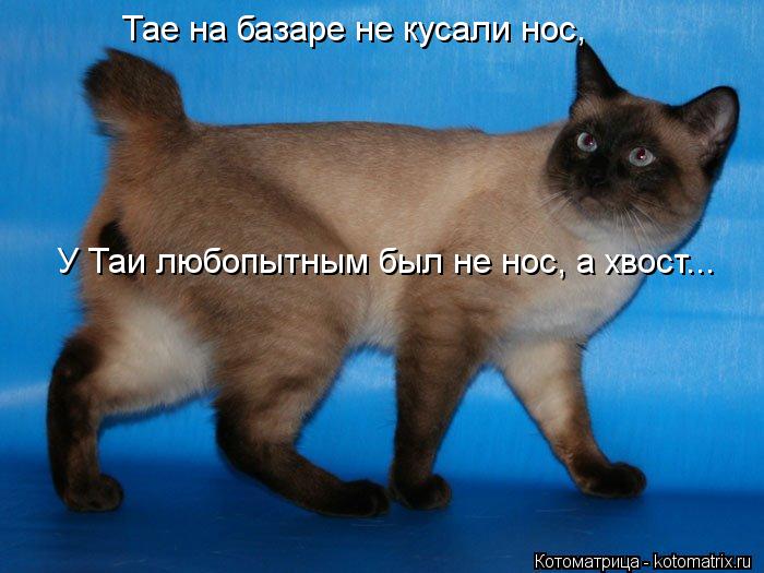 Котоматрица: Тае на базаре не кусали нос, У Таи любопытным был не нос, а хвост...