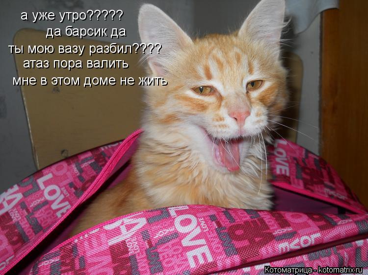 Котоматрица: а уже утро????? да барсик да ты мою вазу разбил???? атаз пора валить мне в этом доме не жить