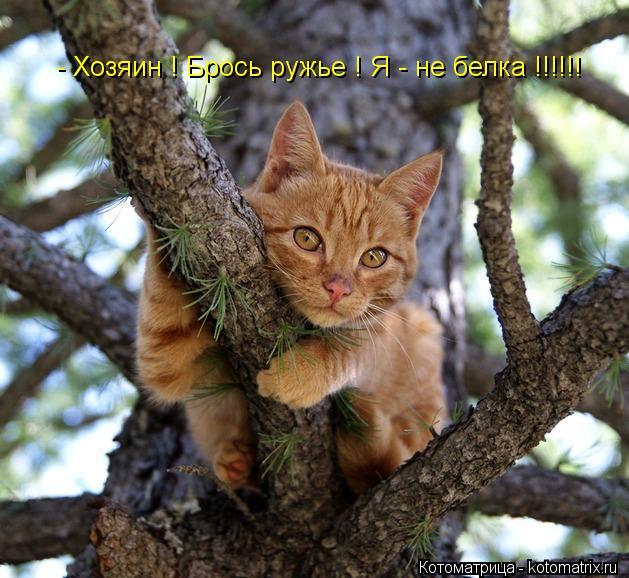 - Хозяин ! Брось ружье ! Я - не белка !!!!!!... Котоматрица: - Хозяин ! Брось ружье ! Я - не белка !!!!!!