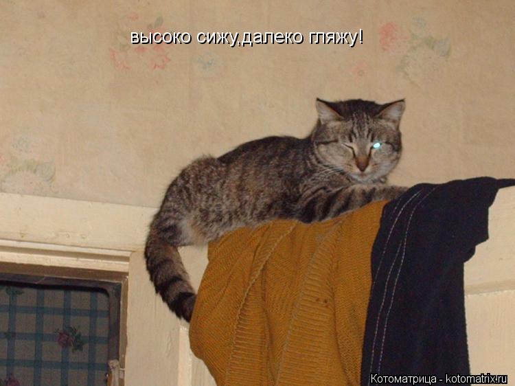 Котоматрица: высоко сижу,далеко гляжу!