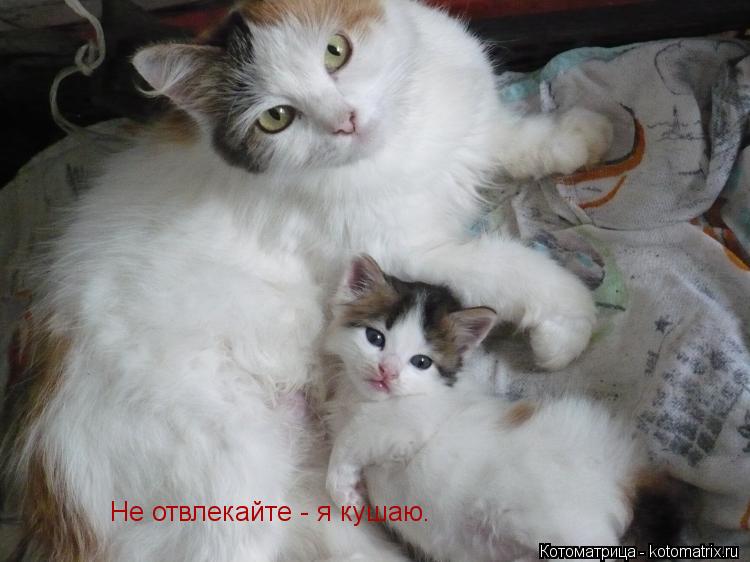 Котоматрица: Не отвлекайте - я кушаю.