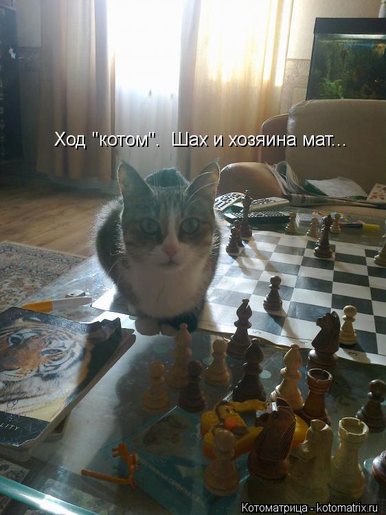 Ход "котом". Шах и хозяина мат...... Котоматрица: Ход "котом". Шах и хозяина мат...