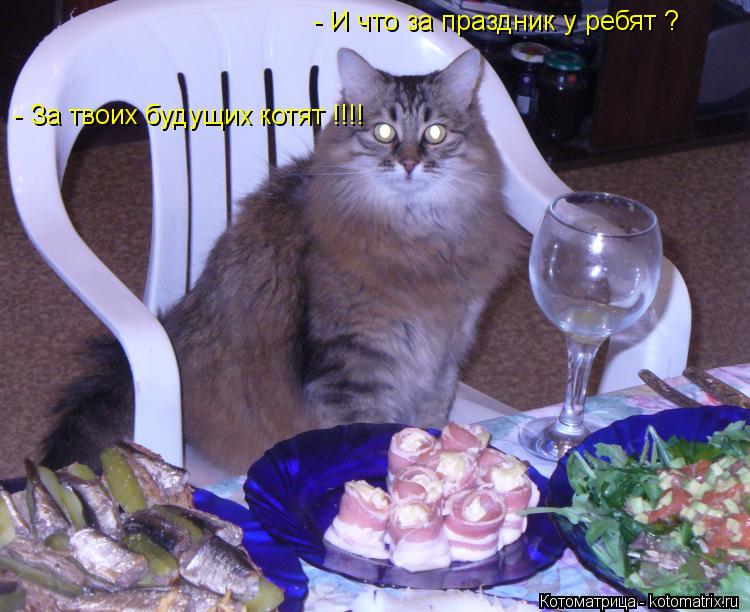 Котоматрица: - И что за праздник у ребят ? - За твоих будущих котят !!!!