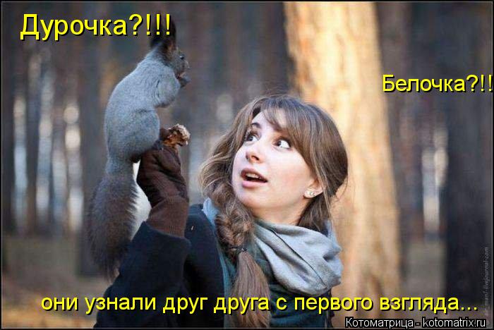 Котоматрица: Дурочка?!!! Белочка?!!! они узнали друг друга с первого взгляда...