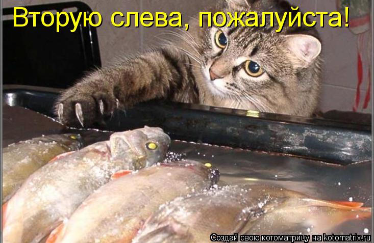 Котоматрица: Вторую слева, пожалуйста!