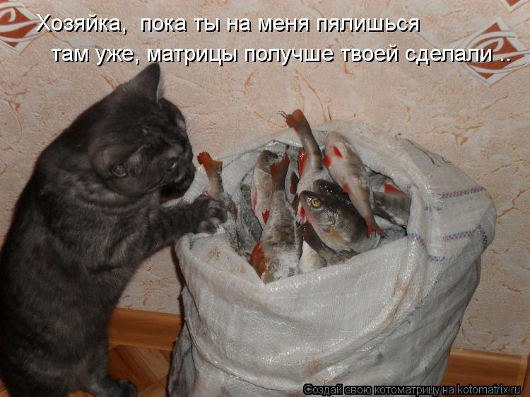 Котоматрица: Хозяйка,  пока ты на меня пялишься там уже, матрицы получше твоей сделали ..