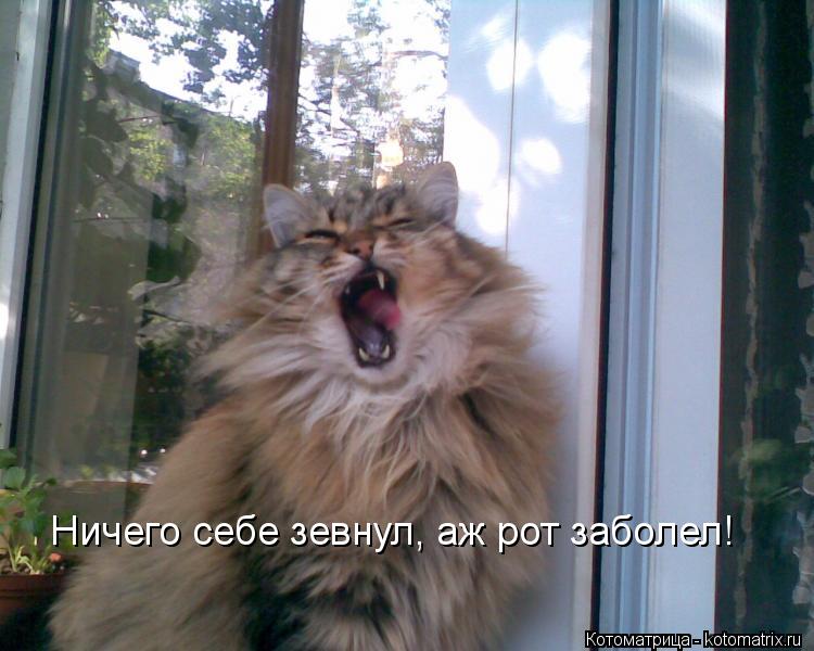 Котоматрица: Ничего себе зевнул, аж рот заболел!