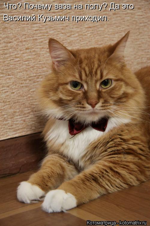 Что? Почему ваза на полу? Да это Василий Кузьмич приходил.... Котоматрица: Что? Почему ваза на полу? Да это Василий Кузьмич приходил.
