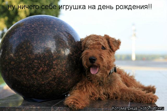 Котоматрица: ну ничего себе игрушка на день рождения!!