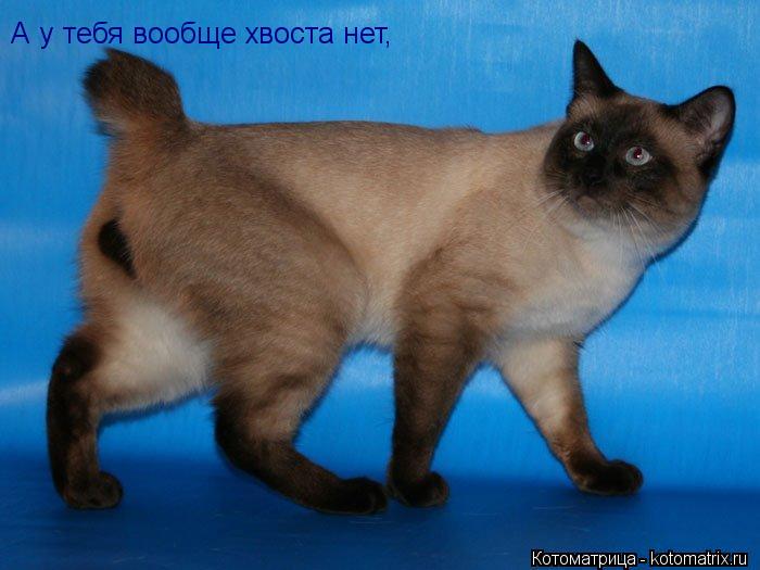 Котоматрица: А у тебя вообще хвоста нет, но я же ничего не говорю.