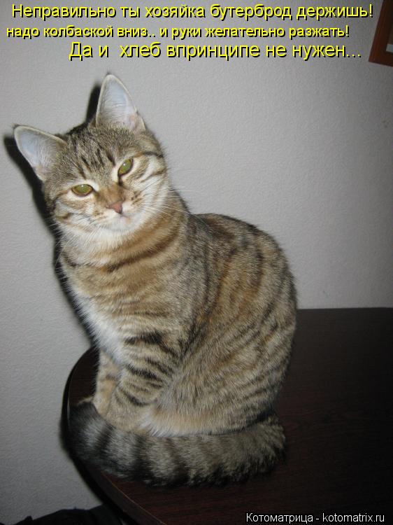 Котоматрица: Неправильно ты хозяйка бутерброд держишь! надо колбаской вниз.. и руки желательно разжать! Да и  хлеб впринципе не нужен...