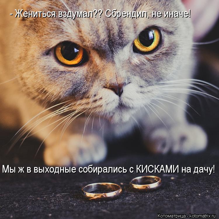 Котоматрица: - Жениться вздумал?? Сбрендил, не иначе! Мы ж в выходные собирались с КИСКАМИ на дачу!