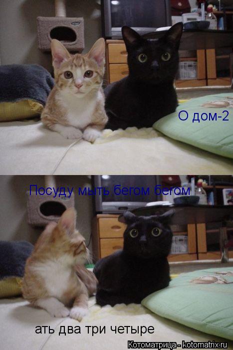 Котоматрица: О дом-2  Посуду мыть бегом бегом  ать два три четыре