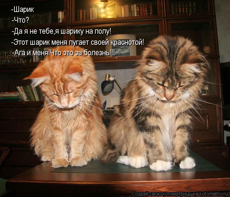 Котоматрица: -Шарик -Что? -Да я не тебе,я шарику на полу! -Этот шарик меня пугает своей краснотой! -Ага и меня!Что это за болезнь!!!