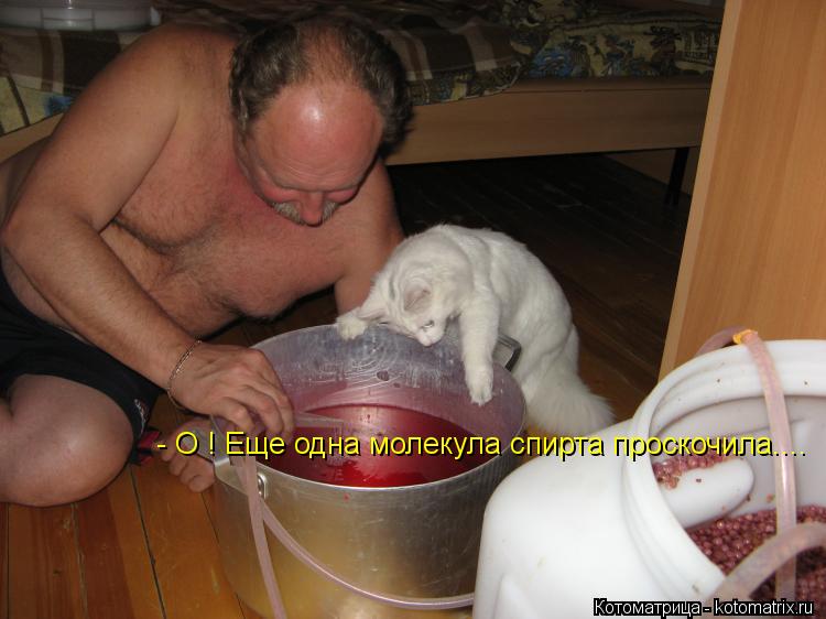 Котоматрица: - О ! Еще одна молекула спирта проскочила....