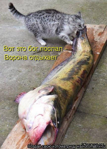 Котоматрица: Вот это бог послал -  Ворона отдыхает.