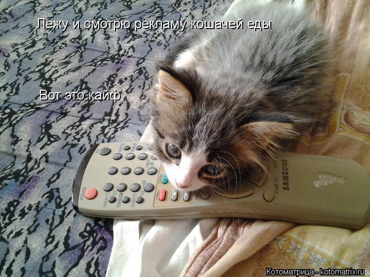 Котоматрица: Лежу и смотрю рекламу кошачей еды Вот это кайф