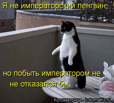 Котоматрица: Я не императорский пенгвин, но побыть императором не не отказался бы.