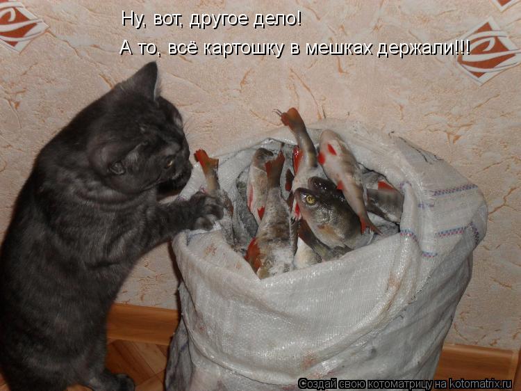 Котоматрица: Ну, вот, другое дело! А то, всё картошку в мешках держали!!!