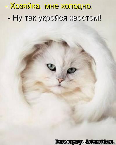 - Хозяйка, мне холодно. - Ну так укройся хвостом!... Котоматрица: - Хозяйка, мне холодно. - Ну так укройся хвостом!