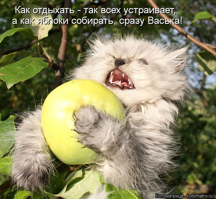 Как отдыхать - так всех устраивает, а как яблоки собирать, сразу Васька!... Котоматрица: Как отдыхать - так всех устраивает, а как яблоки собирать, сразу Васька!