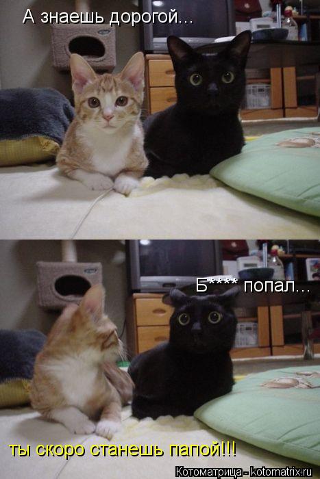 Котоматрица: А знаешь дорогой... ты скоро станешь папой!!! Б**** попал...