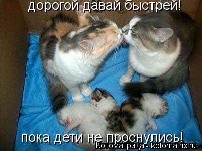 Котоматрица: дорогой давай быстрей! пока дети не проснулись!